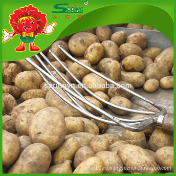 Картофель высокого качества для российских импортеров картофеля